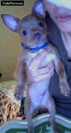 Foto del perro Tito