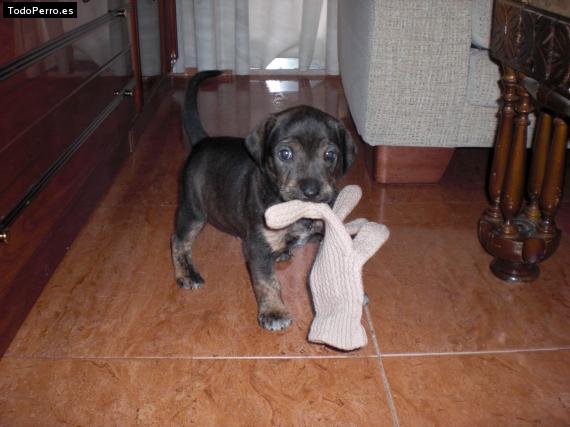 Foto del perro Scott