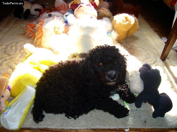 Foto del perro Nico
