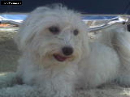 Foto del perro Teo