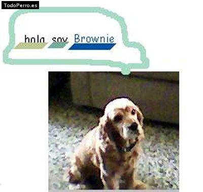 La foto del perro Brownie Foto del perro Brownie
