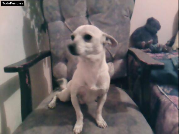 Foto del perro Pinky