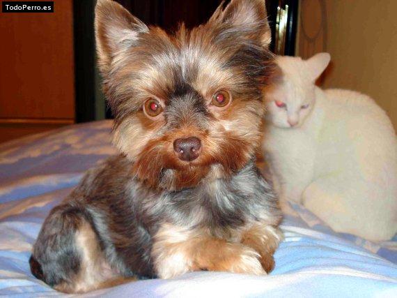 Foto del perro Bellaflor
