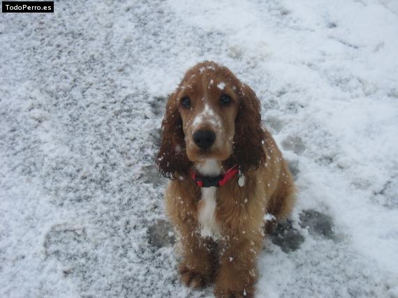 Foto del perro Bako