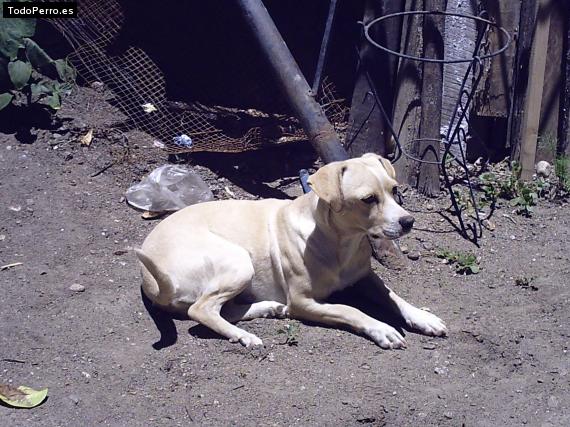 Foto del perro Mosa