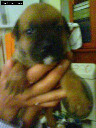 La foto del perro Cata Foto del perro Cata