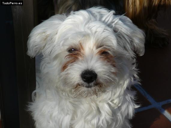 Foto del perro Hanna