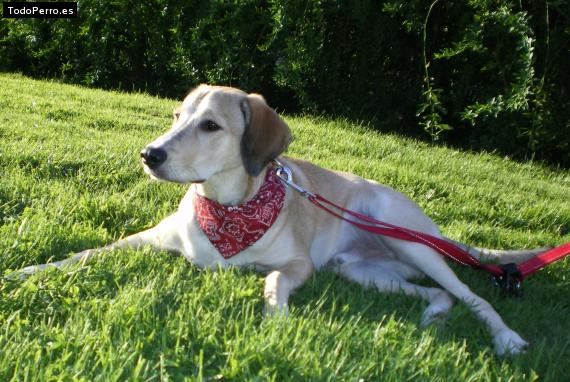 Foto del perro Casper