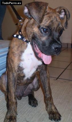 Foto del perro Rex