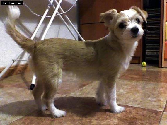 Foto del perro Mina