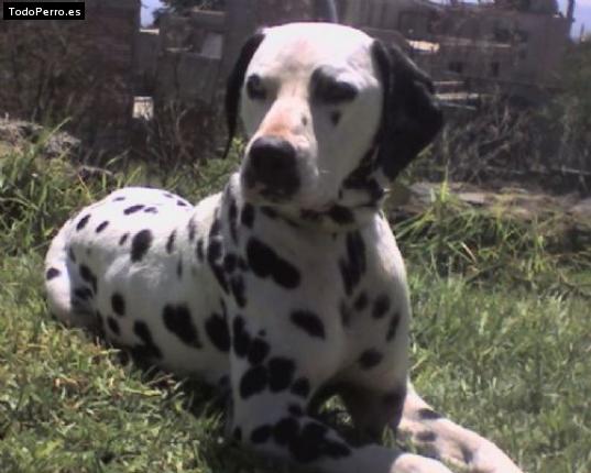 Foto del perro Laiko