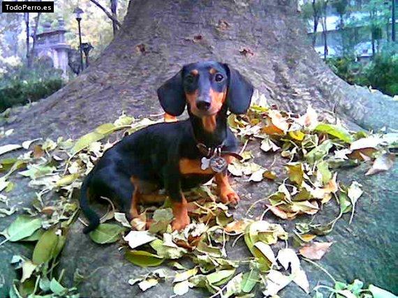 Foto del perro Yuna