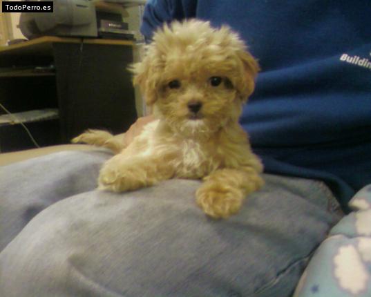 Foto del perro Sandy