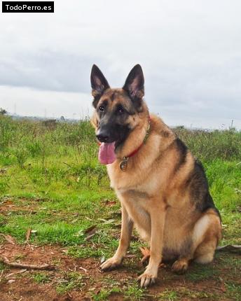 Foto del perro Rocky