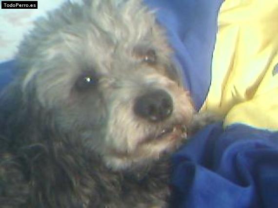 Foto del perro Willy