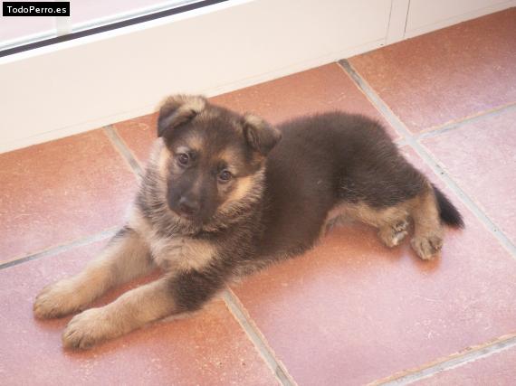 Foto del perro Truko