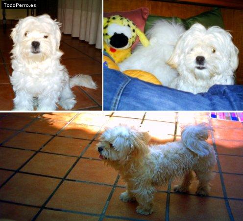 Foto del perro Scotty