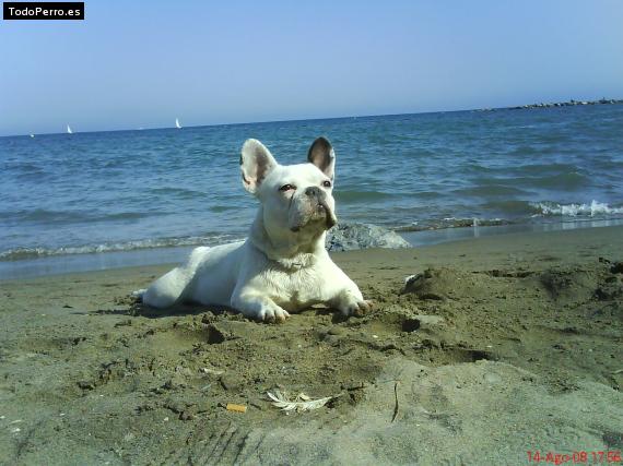 Foto del perro Enzo