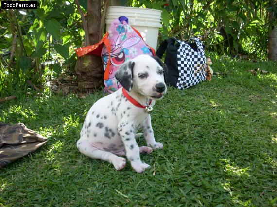 Foto del perro Kaiser