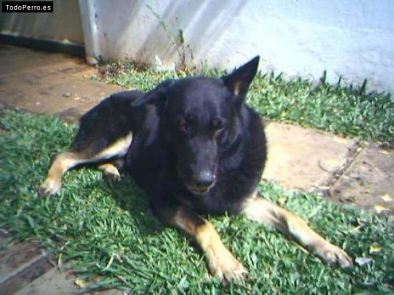 Foto del perro Sultan