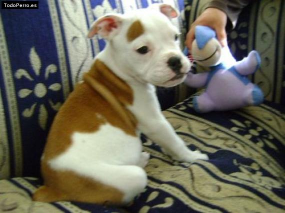 Foto del perro Spaik