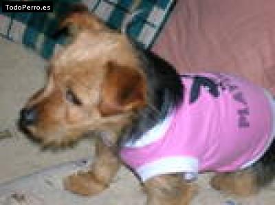 Foto del perro Sheyla