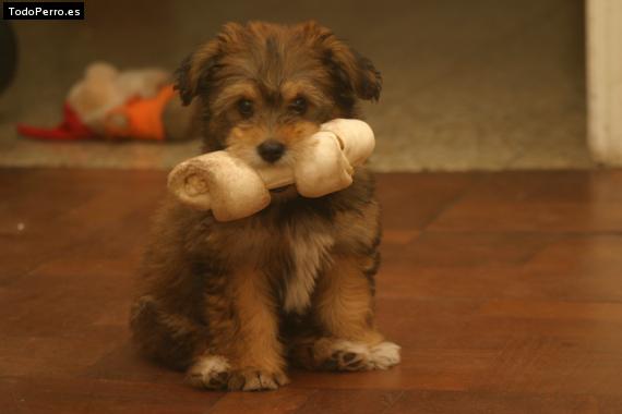 Foto del perro Satya