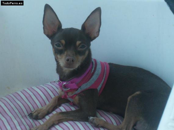 Foto del perro Toña