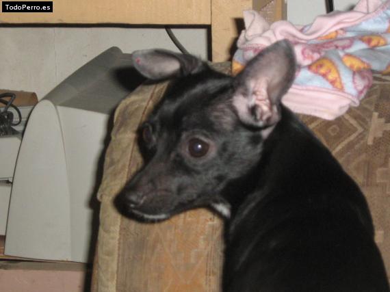 La foto del perro Cora Foto del perro Cora