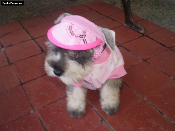 Foto del perro Princess