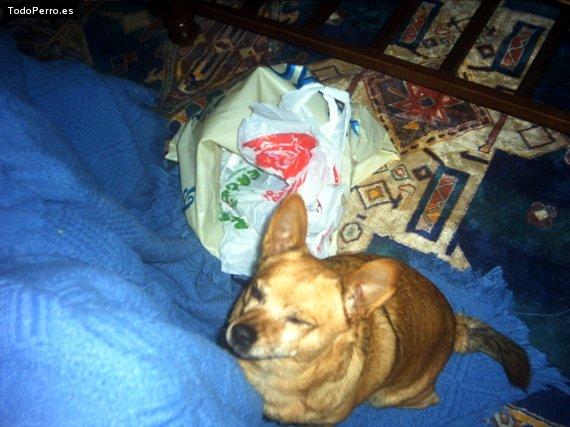 Foto del perro Chiki