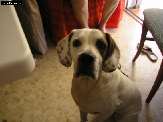 Foto del perro Tayla