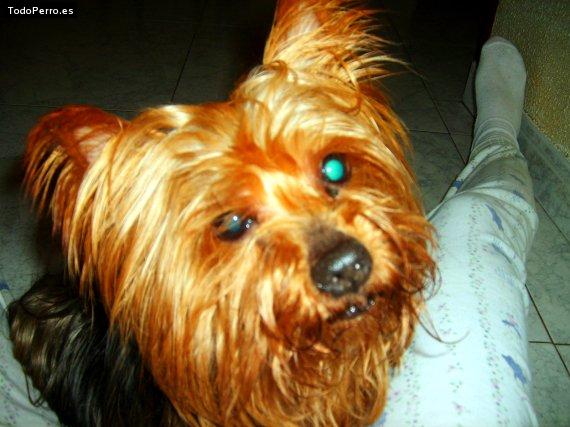Foto del perro Queen