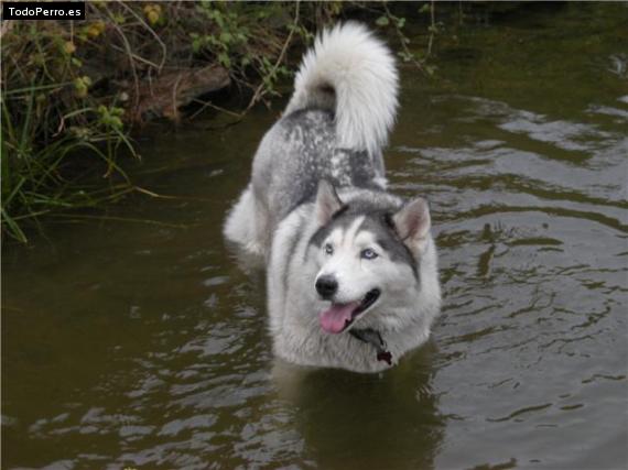 Foto del perro Alaska