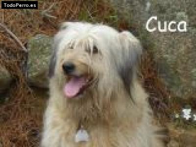 La foto del perro Cuca Foto del perro Cuca