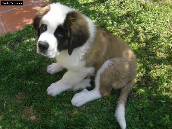 Foto del perro Tao