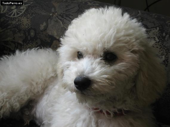 La foto del perro Ruffo Foto del perro Ruffo