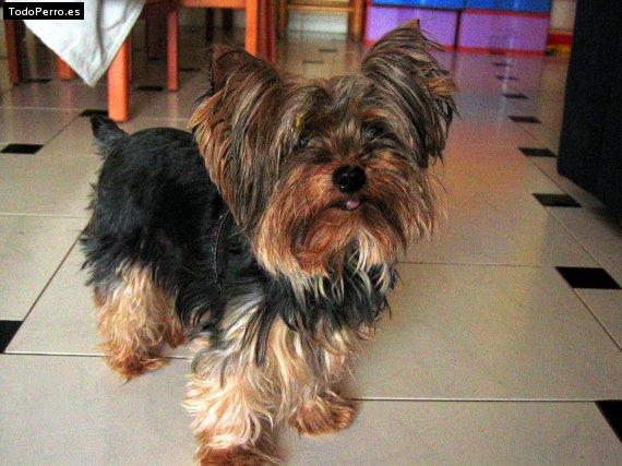 Foto del perro Nina