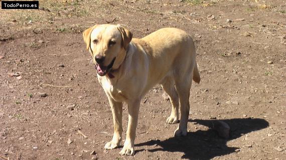 Foto del perro Tomy