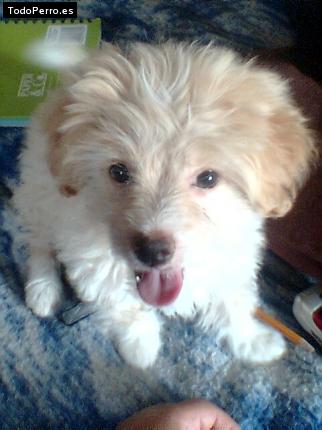 La foto del perro Cokis Foto del perro Cokis