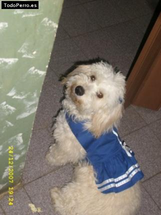 Foto del perro Campanita