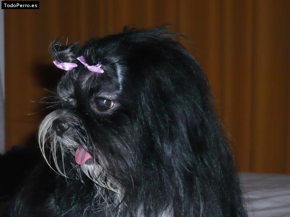 Foto del perro Isis