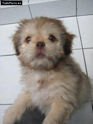 Foto del perro Tobi