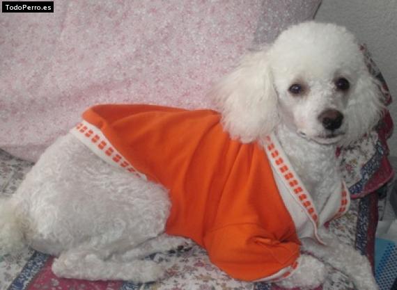 Foto del perro Reina