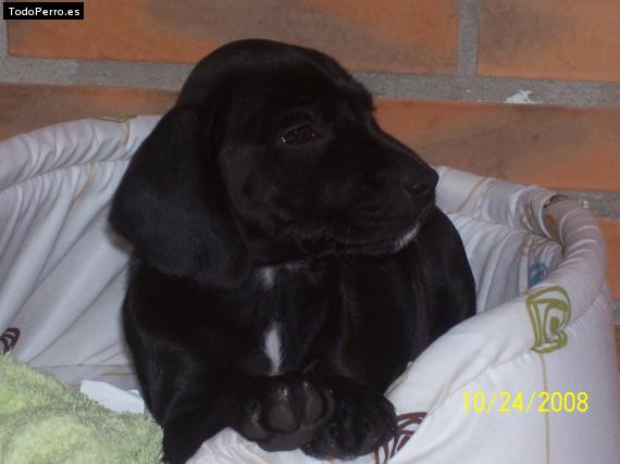 Foto del perro Sanson