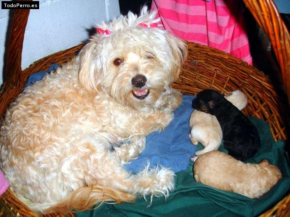 Foto del perro Brithney