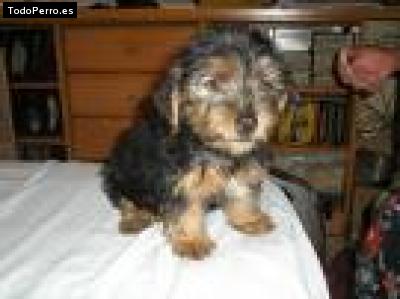 Foto del perro Copito