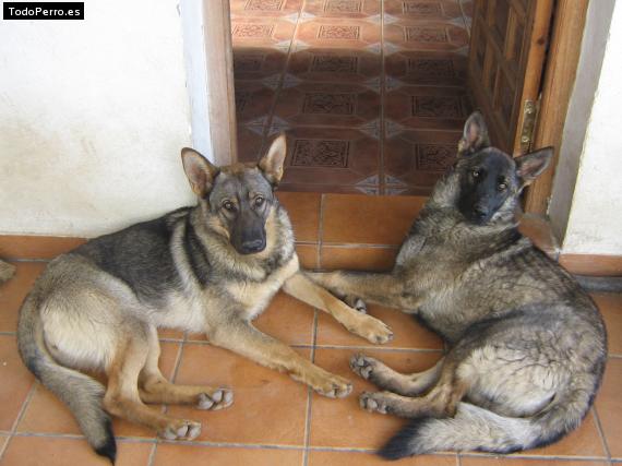 Foto del perro Akira y tekila