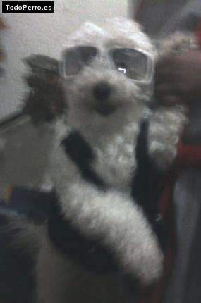 Foto del perro Toby