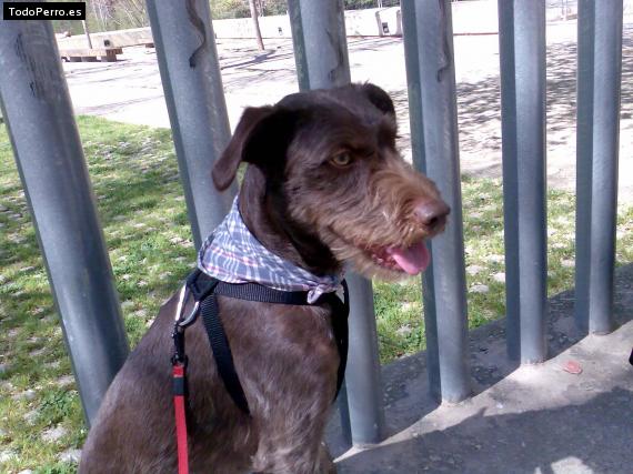 Foto del perro Silver